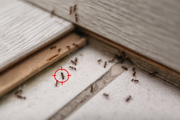 Best Pest Removal Services  in Dash Point, WA