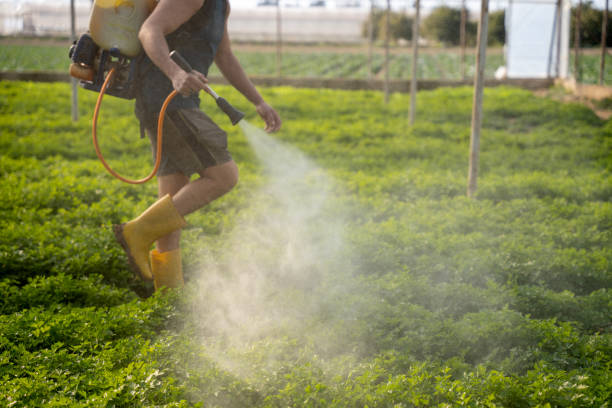 Best Termite Control Services  in Dash Point, WA