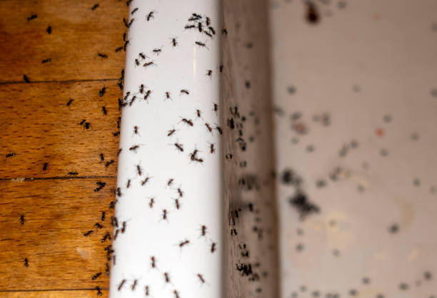 Best Emergency Pest Control  in Dash Point, WA