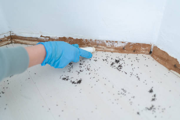Reliable Dash Point, WA Pest Control Solutions